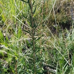 Olearia erubescens at Rendezvous Creek, ACT - 24 Apr 2021