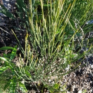 Bossiaea riparia at Rendezvous Creek, ACT - 24 Apr 2021 07:50 AM