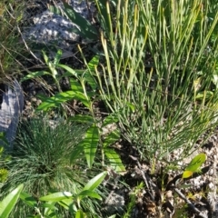 Bossiaea riparia at Rendezvous Creek, ACT - 24 Apr 2021 07:50 AM