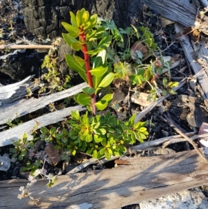 Tasmannia xerophila subsp. xerophila at Rendezvous Creek, ACT - 24 Apr 2021