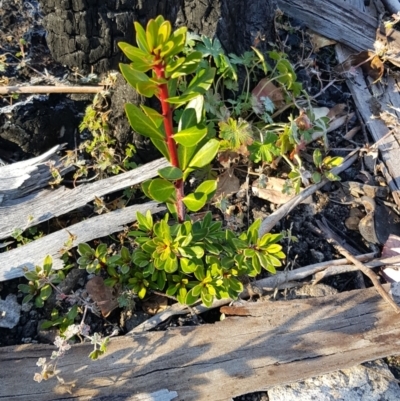 Tasmannia xerophila subsp. xerophila (Alpine Pepperbush) at Rendezvous Creek, ACT - 24 Apr 2021 by jeremyahagan