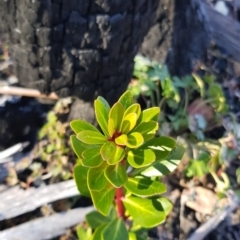 Tasmannia xerophila subsp. xerophila at Rendezvous Creek, ACT - 24 Apr 2021