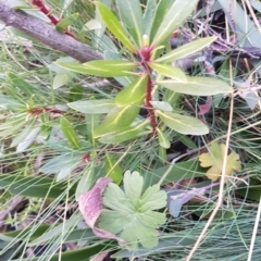 Tasmannia lanceolata (Mountain Pepper) at Rendezvous Creek, ACT - 23 Apr 2021 by jeremyahagan