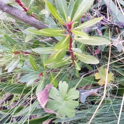 Tasmannia lanceolata (Mountain Pepper) at Rendezvous Creek, ACT - 24 Apr 2021 by jeremyahagan