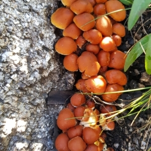 Hypholoma sp. at Cotter River, ACT - 24 Apr 2021