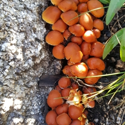 Hypholoma sp. (Hypholoma) at Namadgi National Park - 24 Apr 2021 by jeremyahagan