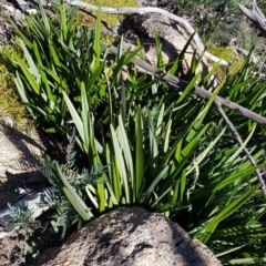 Dianella tasmanica (Tasman Flax Lily) at Namadgi National Park - 24 Apr 2021 by jeremyahagan