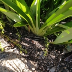 Dianella tasmanica at Cotter River, ACT - 24 Apr 2021 12:17 PM