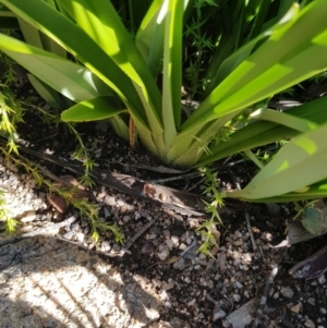 Dianella tasmanica at Cotter River, ACT - 24 Apr 2021 12:17 PM