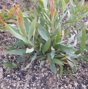 Daviesia mimosoides at Rendezvous Creek, ACT - 24 Apr 2021