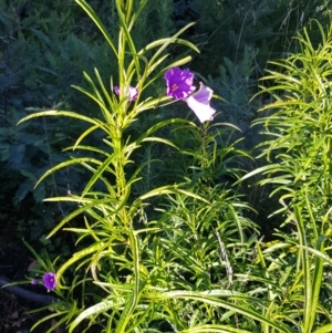 Solanum linearifolium at Rendezvous Creek, ACT - 24 Apr 2021