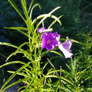 Solanum linearifolium at Rendezvous Creek, ACT - 24 Apr 2021