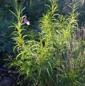 Solanum linearifolium at Rendezvous Creek, ACT - 24 Apr 2021
