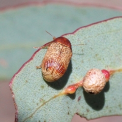 Cadmus sp. (genus) (Unidentified Cadmus leaf beetle) at O'Connor, ACT - 24 Apr 2021 by ConBoekel