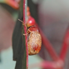 Cadmus sp. (genus) at O'Connor, ACT - 24 Apr 2021