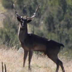 Dama dama (Fallow Deer) at Gigerline Nature Reserve - 25 Apr 2021 by ChrisHolder