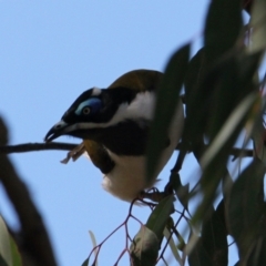 Entomyzon cyanotis (Blue-faced Honeyeater) at Thurgoona, NSW - 25 Apr 2021 by PaulF