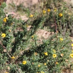 Xerochrysum viscosum (Sticky Everlasting) at Gigerline Nature Reserve - 25 Apr 2021 by ChrisHolder