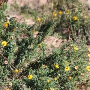 Xerochrysum viscosum at Tennent, ACT - 25 Apr 2021 11:56 AM