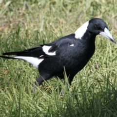 Gymnorhina tibicen (Australian Magpie) at Thurgoona, NSW - 25 Apr 2021 by PaulF