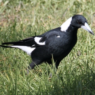 Gymnorhina tibicen (Australian Magpie) at Thurgoona, NSW - 25 Apr 2021 by PaulF