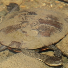 Chelodina longicollis (Eastern Long-necked Turtle) at Gigerline Nature Reserve - 25 Apr 2021 by ChrisHolder