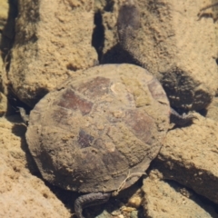 Chelodina longicollis at Tennent, ACT - 25 Apr 2021 12:21 PM