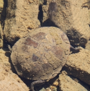 Chelodina longicollis at Tennent, ACT - 25 Apr 2021