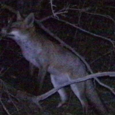 Vulpes vulpes (Red Fox) at Gigerline Nature Reserve - 17 Apr 2021 by ChrisHolder