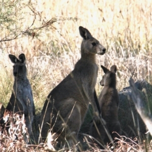 Macropus giganteus at Thurgoona, NSW - 25 Apr 2021 12:54 PM