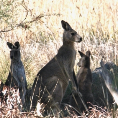 Macropus giganteus (Eastern Grey Kangaroo) at Vaughn Road Reserve - 25 Apr 2021 by PaulF