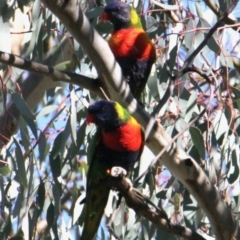 Trichoglossus moluccanus (Rainbow Lorikeet) at Vaughn Road Reserve - 25 Apr 2021 by PaulF