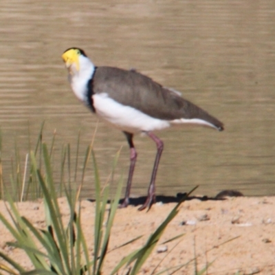 Vanellus miles (Masked Lapwing) at Albury - 25 Apr 2021 by PaulF