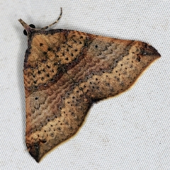 Anachloris uncinata (Hook-winged Carpet (Larentiinae)) at Wyanbene, NSW - 16 Apr 2021 by ibaird