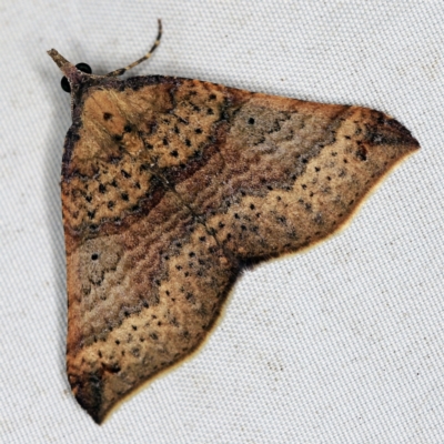 Anachloris uncinata (Hook-winged Carpet (Larentiinae)) at Wyanbene, NSW - 16 Apr 2021 by ibaird