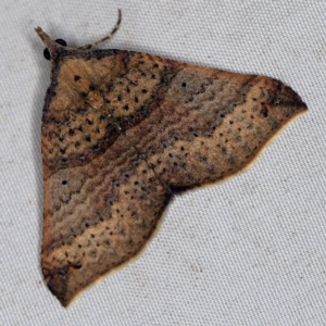 Anachloris uncinata at Wyanbene, NSW - 16 Apr 2021