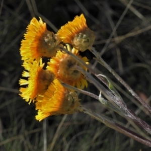 Podolepis robusta at Cotter River, ACT - 23 Apr 2021 11:25 AM