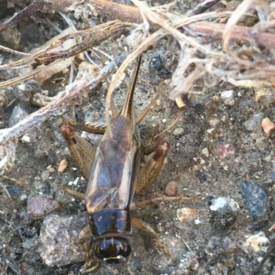 Trigonidiidae (family) (Swordtail cricket) at Paddys River, ACT - 25 Apr 2021 by NedJohnston