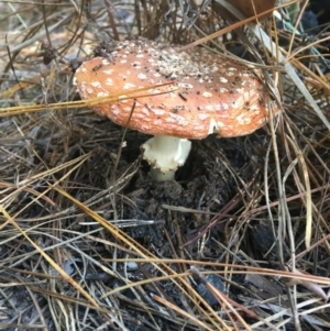 Amanita muscaria at Paddys River, ACT - 25 Apr 2021