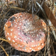 Amanita muscaria at Paddys River, ACT - 25 Apr 2021