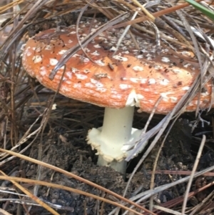 Amanita muscaria at Paddys River, ACT - 25 Apr 2021