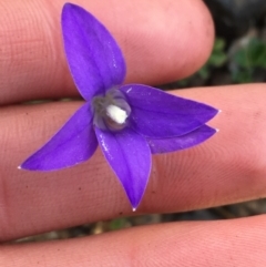 Wahlenbergia gloriosa (Royal Bluebell) at Namadgi National Park - 25 Apr 2021 by Ned_Johnston