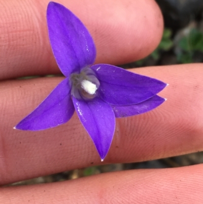 Wahlenbergia gloriosa (Royal Bluebell) at Tennent, ACT - 25 Apr 2021 by Ned_Johnston