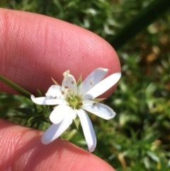 Stellaria pungens (Prickly Starwort) at Tennent, ACT - 25 Apr 2021 by Ned_Johnston