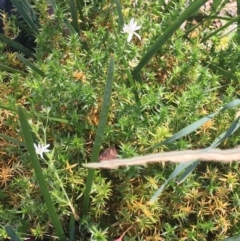 Stellaria pungens at Tennent, ACT - 25 Apr 2021