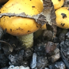 zz agaric (stem; gill colour unknown) at Tennent, ACT - 25 Apr 2021 by Ned_Johnston