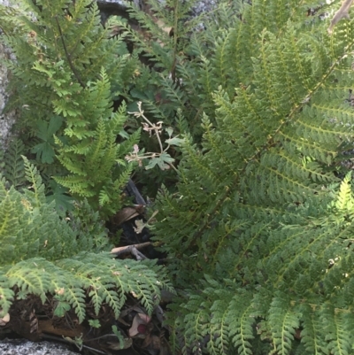 Polystichum proliferum (Mother Shield Fern) at Tennent, ACT - 25 Apr 2021 by NedJohnston