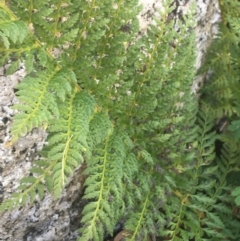 Polystichum proliferum at Tennent, ACT - 25 Apr 2021