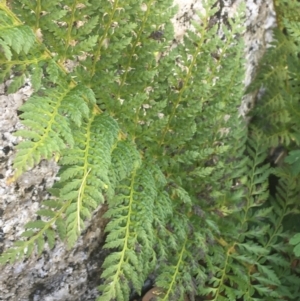 Polystichum proliferum at Tennent, ACT - 25 Apr 2021