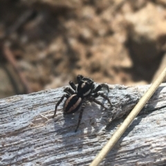Jotus frosti (Frost's jumping spider) at Tennent, ACT - 25 Apr 2021 by NedJohnston